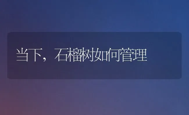 当下,石榴树如何管理 | 养殖技术大全