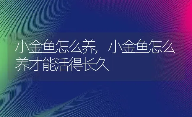 小金鱼怎么养,小金鱼怎么养才能活得长久 | 养殖资料