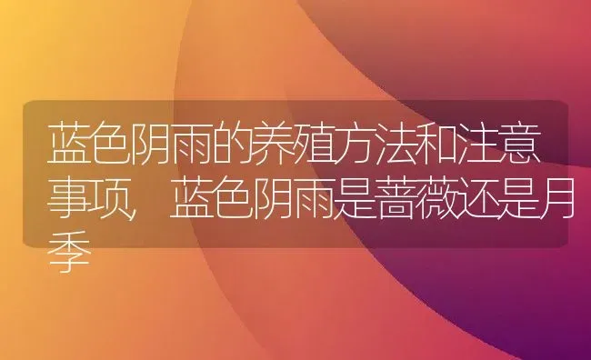 蓝色阴雨的养殖方法和注意事项,蓝色阴雨是蔷薇还是月季 | 养殖科普