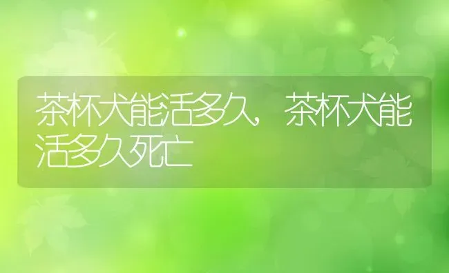 茶杯犬能活多久,茶杯犬能活多久死亡 | 养殖科普