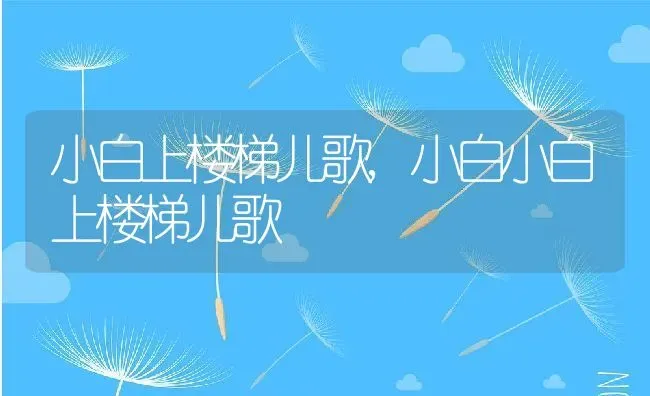 小白上楼梯儿歌,小白小白上楼梯儿歌 | 养殖科普