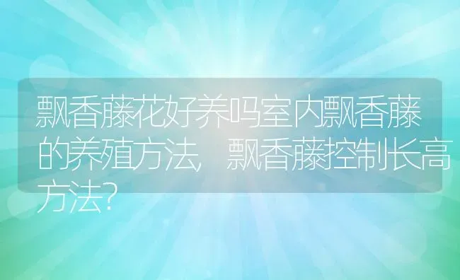 飘香藤花好养吗室内飘香藤的养殖方法,飘香藤控制长高方法？ | 养殖科普