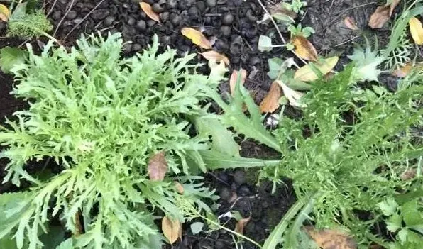 雪里红种植时间和方法 | 实用知识