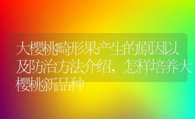 大樱桃畸形果产生的原因以及防治方法介绍,怎样培养大樱桃新品种 | 养殖学堂