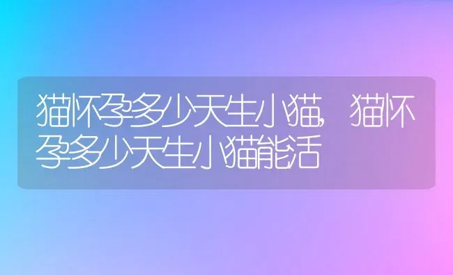 猫怀孕多少天生小猫,猫怀孕多少天生小猫能活 | 养殖资料
