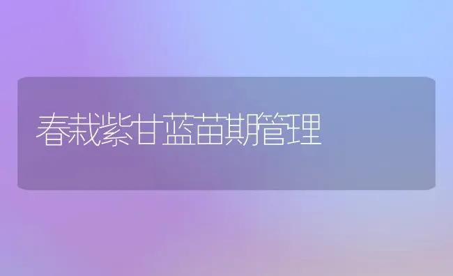 春栽紫甘蓝苗期管理 | 养殖知识