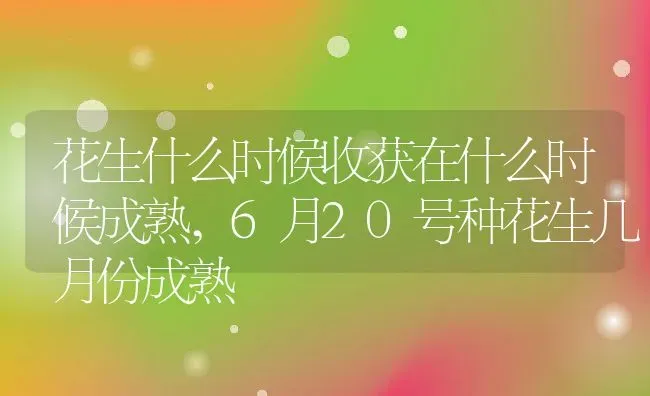 花生什么时候收获在什么时候成熟,6月20号种花生几月份成熟 | 养殖学堂