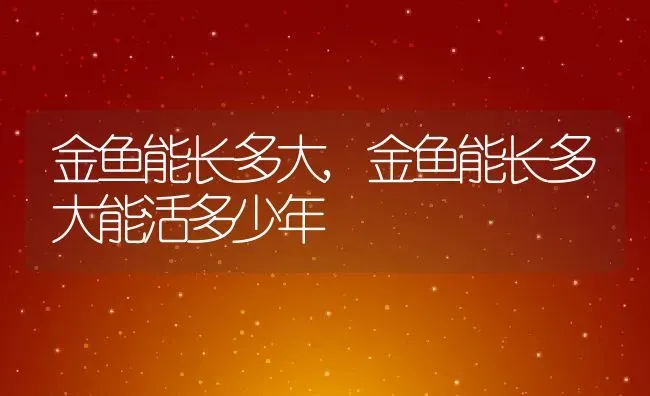 金鱼能长多大,金鱼能长多大能活多少年 | 养殖资料