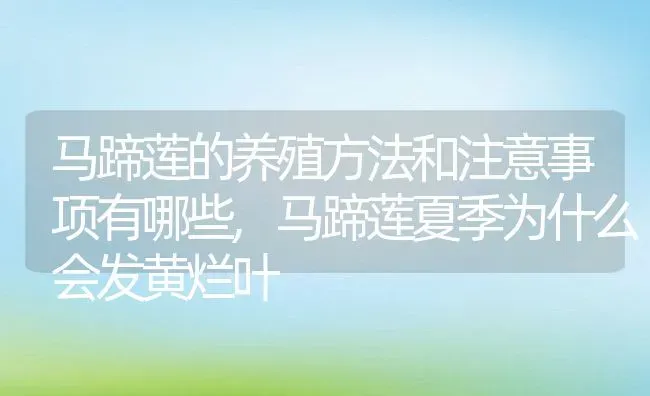 马蹄莲的养殖方法和注意事项有哪些,马蹄莲夏季为什么会发黄烂叶 | 养殖学堂