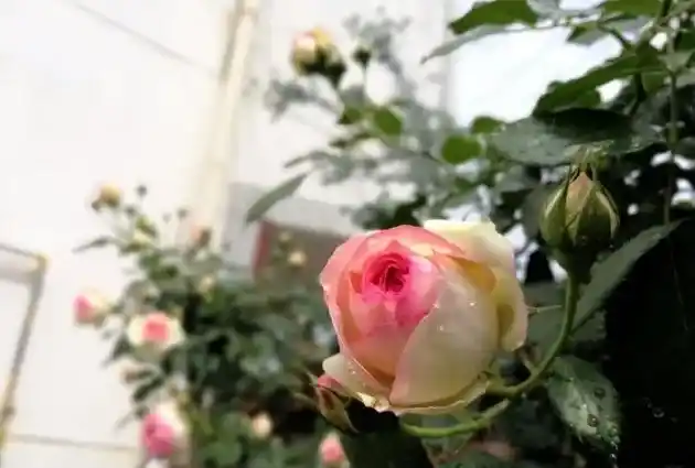 月季什么时候扦插最好,月季花什么时候扦插？