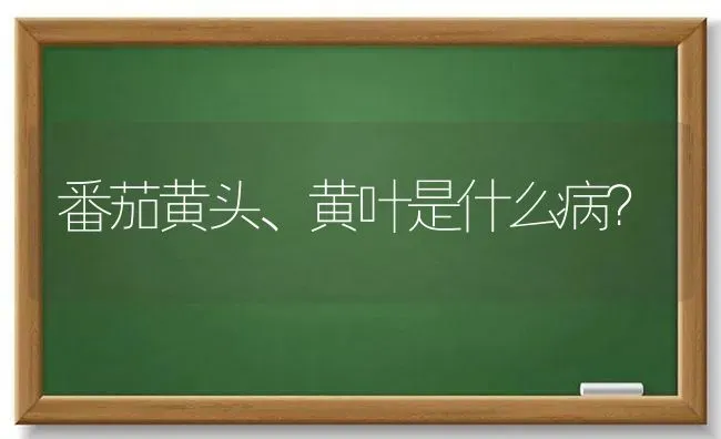 番茄黄头、黄叶是什么病? | 养殖技术大全