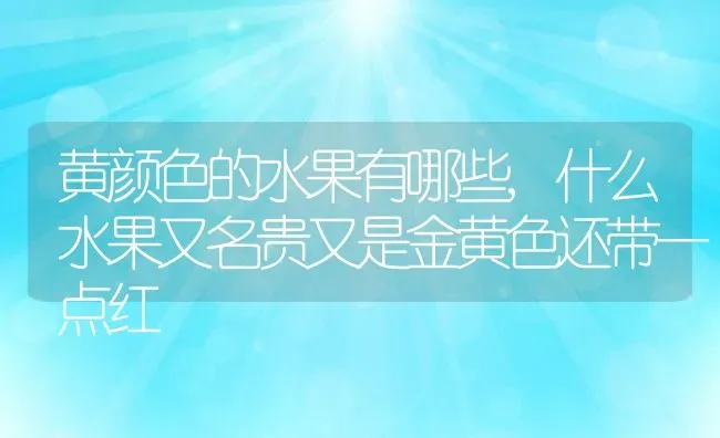 黄颜色的水果有哪些,什么水果又名贵又是金黄色还带一点红 | 养殖学堂