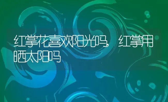 樱花什么时候开花大概几月到几月,樱花的花期和开放时间是什么时候 | 养殖学堂