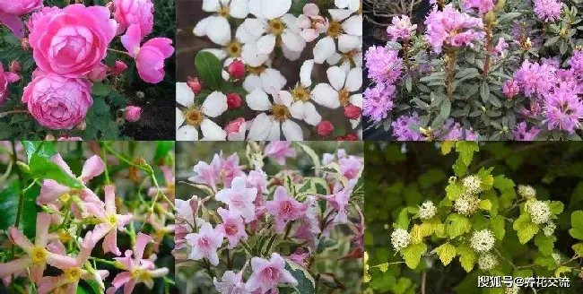 桂花零下20度能活吗,桂花树苗怕冷吗？