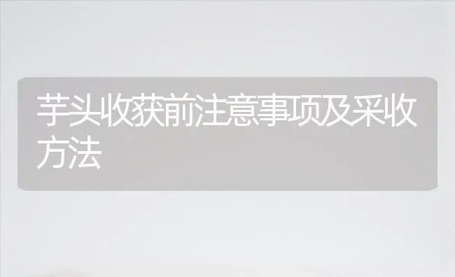 芋头收获前注意事项及采收方法 | 养殖知识