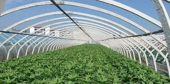 寒露时节，如何打理好大棚蔬菜？ | 实用知识