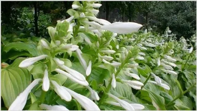 玉簪花的养殖方法和注意事项 | 生活常识