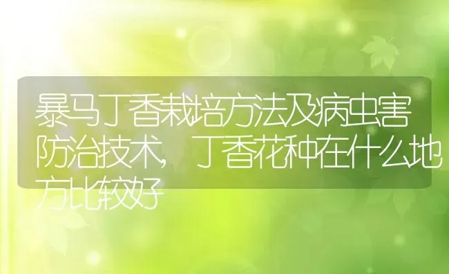 暴马丁香栽培方法及病虫害防治技术,丁香花种在什么地方比较好 | 养殖学堂