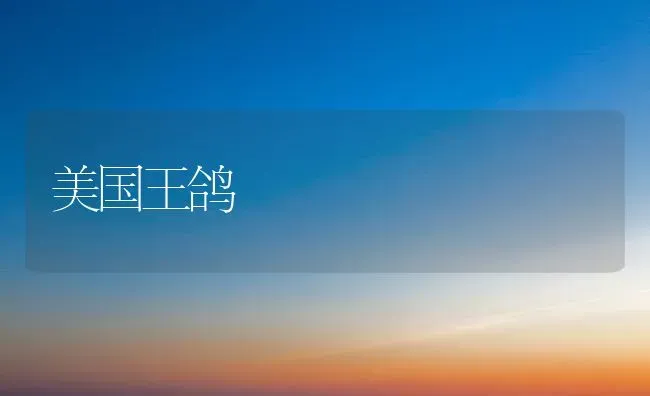 美国王鸽 | 养殖技术大全