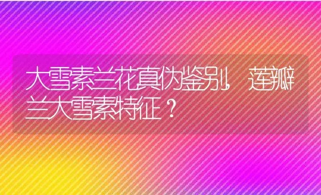 大雪素兰花真伪鉴别,莲瓣兰大雪素特征？ | 养殖科普