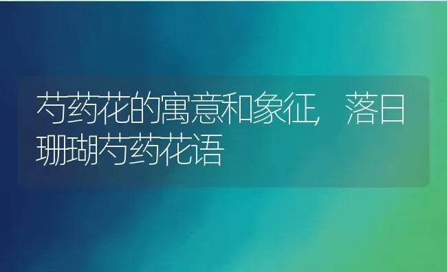 芍药花的寓意和象征,落日珊瑚芍药花语 | 养殖学堂