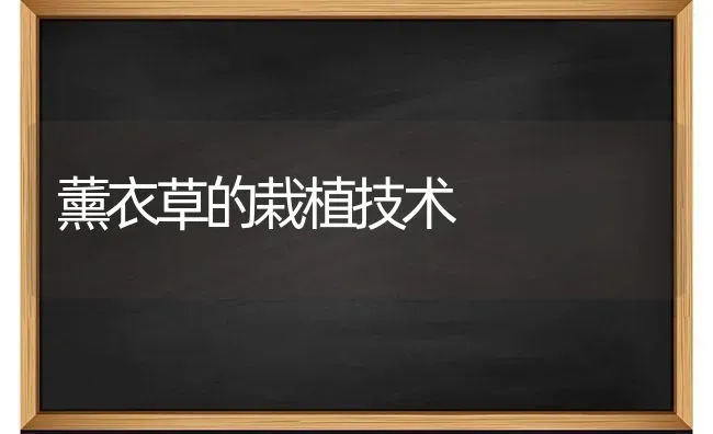 薰衣草的栽植技术 | 养殖技术大全