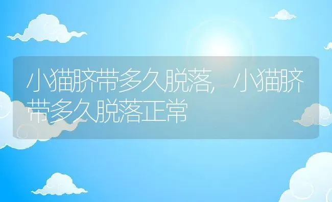 小猫脐带多久脱落,小猫脐带多久脱落正常 | 养殖资料