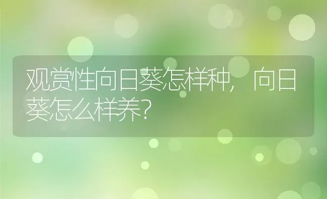 观赏性向日葵怎样种,向日葵怎么样养？ | 养殖科普