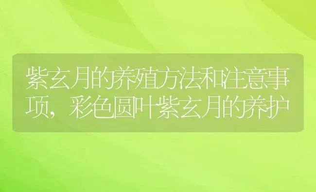 紫玄月的养殖方法和注意事项,彩色圆叶紫玄月的养护 | 养殖学堂