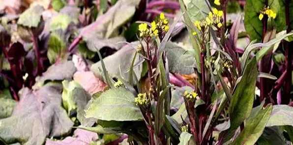 种植红菜苔需要掌握的高产技巧有哪些？ | 生活常识