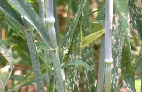 白粉病的病害症状,防治白粉病的方法有哪些呢？