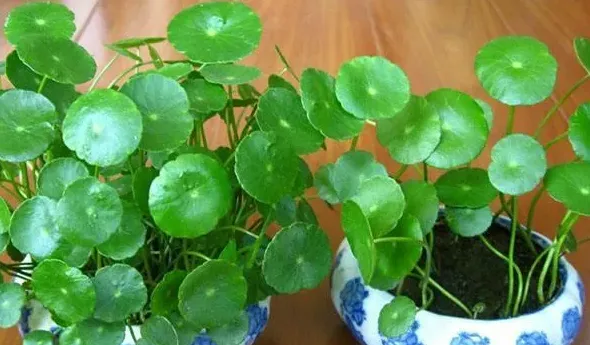 铜钱草开花吗花期长的什么样子,铜钱草的花？
