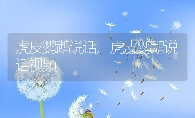 虎皮鹦鹉说话,虎皮鹦鹉说话视频 | 养殖资料