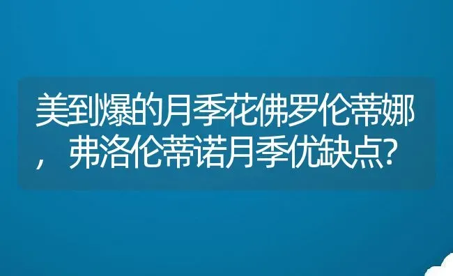 美到爆的月季花佛罗伦蒂娜,弗洛伦蒂诺月季优缺点？ | 养殖科普