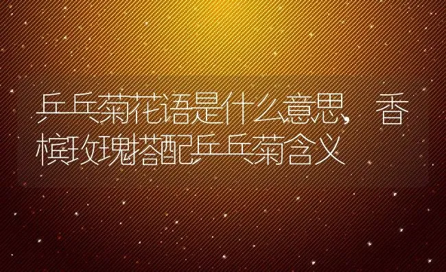 乒乓菊花语是什么意思,香槟玫瑰搭配乒乓菊含义 | 养殖学堂