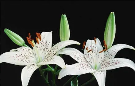 百合花什么时候开,百合花什么时间开？