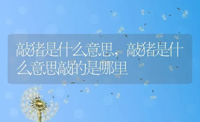 敲猪是什么意思,敲猪是什么意思敲的是哪里 | 养殖资料