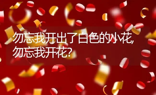 勿忘我开出了白色的小花,勿忘我开花？ | 养殖学堂