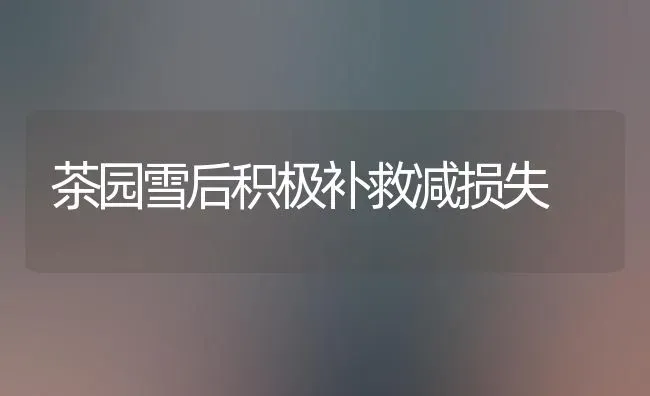 茶园雪后积极补救减损失 | 养殖技术大全