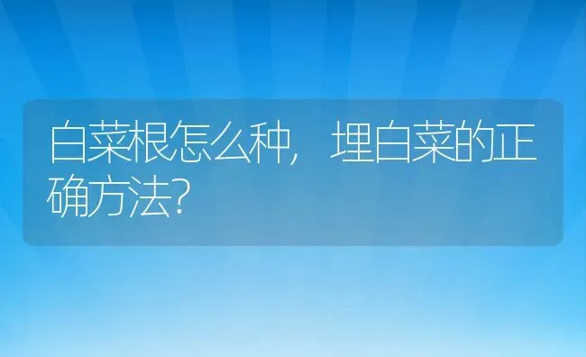 白菜根怎么种,埋白菜的正确方法？ | 养殖科普