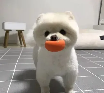 博美一天没人陪可以吗,博美犬自己在一间屋子会不会怕？