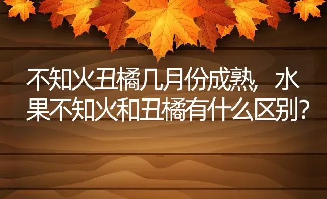 不知火丑橘几月份成熟,水果不知火和丑橘有什么区别？ | 养殖科普