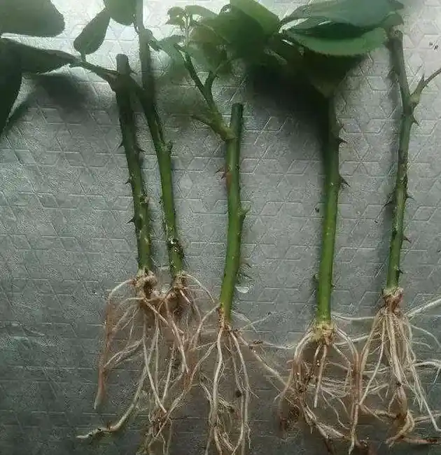 月季什么时候扦插最好,月季花什么时候扦插？