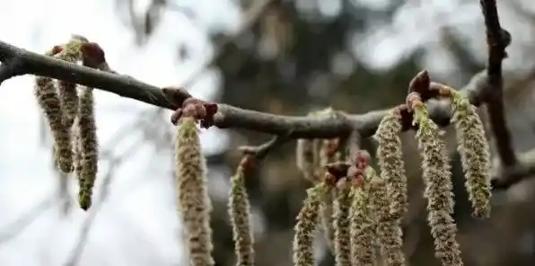 杨树春天掉落的是什么 | 常识大全