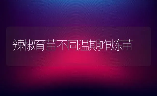 辣椒育苗不同温期咋炼苗 | 养殖技术大全