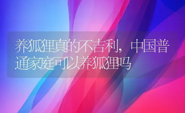 养狐狸真的不吉利,中国普通家庭可以养狐狸吗 | 养殖资料