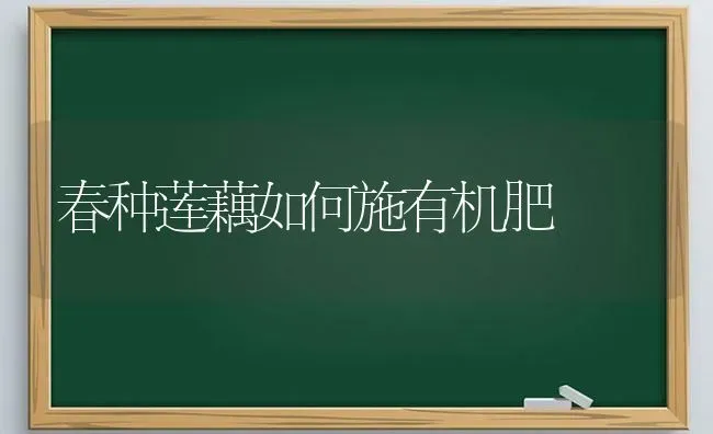 春种莲藕如何施有机肥 | 养殖技术大全