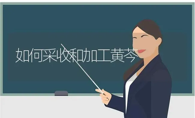 如何采收和加工黄芩 | 养殖知识