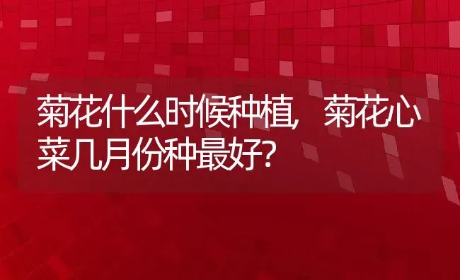 菊花什么时候种植,菊花心菜几月份种最好？ | 养殖学堂