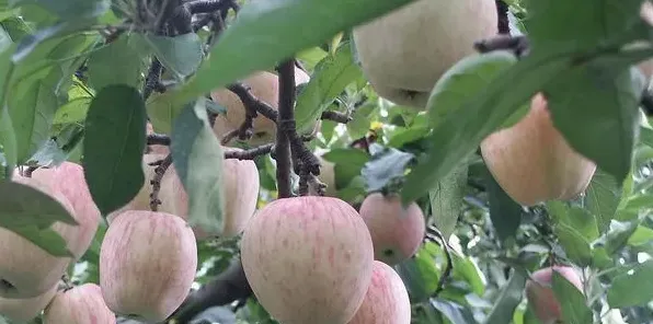 增加苹果产量需要掌握的种植技巧有哪些？ | 生活常识